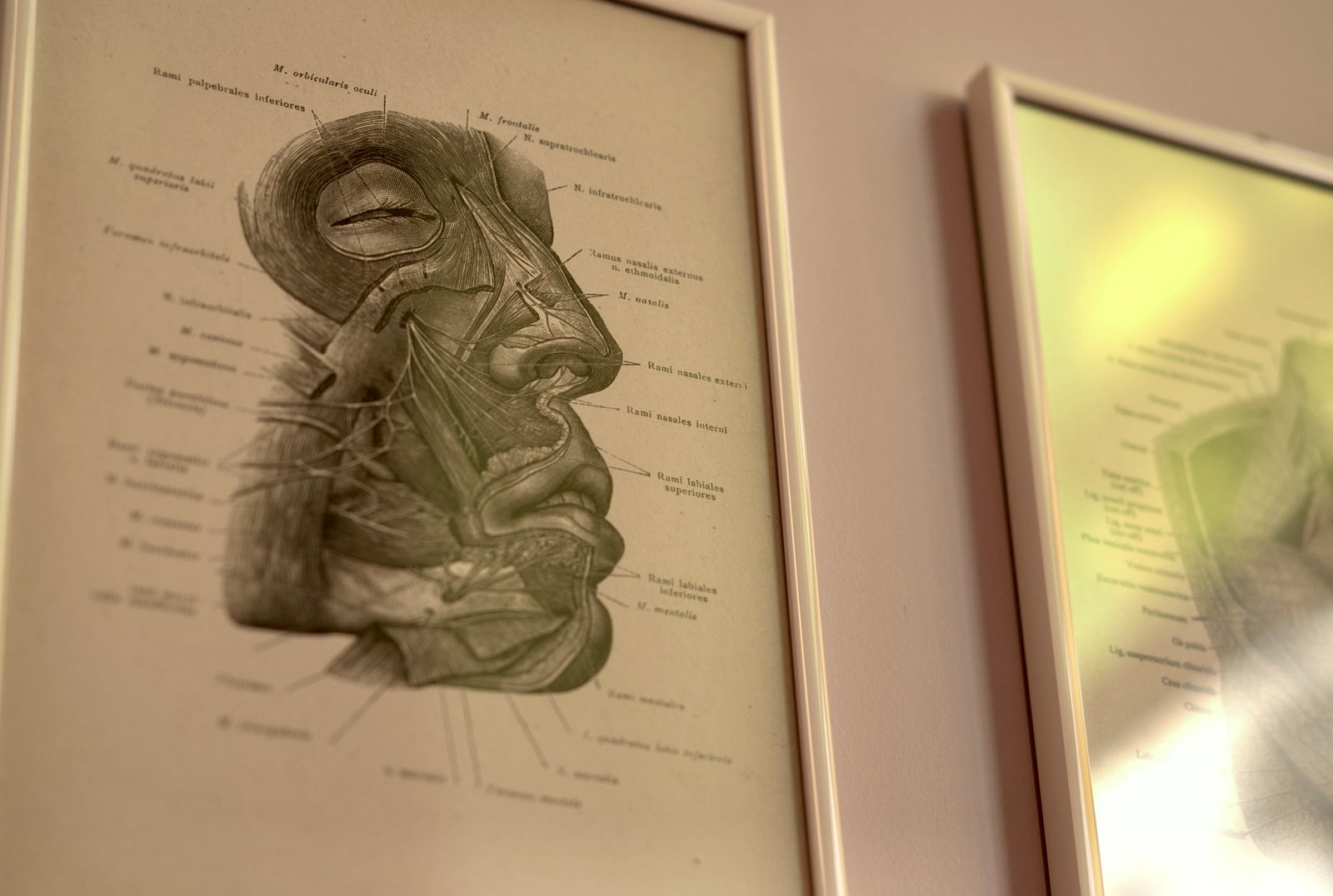 Planches d'anatomie du visage au cabinet Fénelon 18